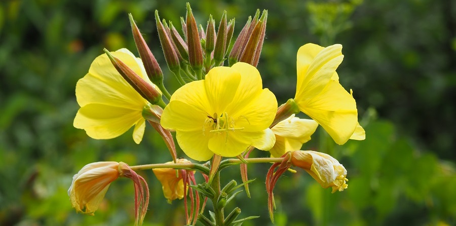 Nachtkerze ist Heilpflanze des Jahres 2026