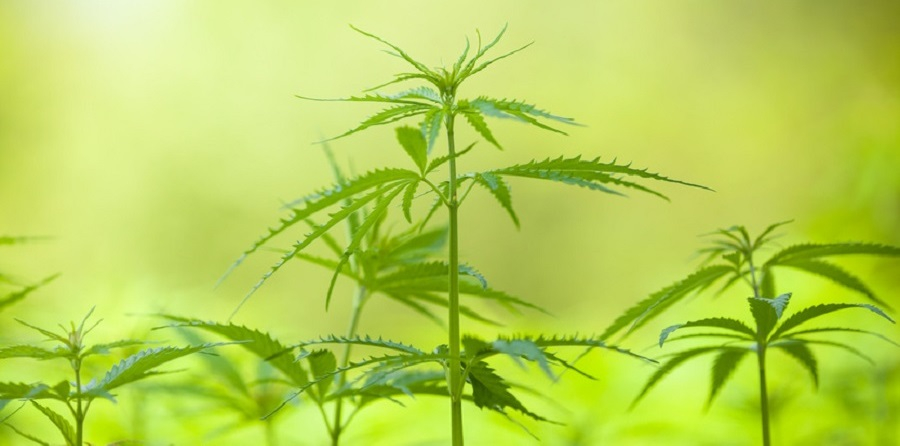 Cannabis-Wirkstoff THC lindert traumabedingte Albträume bei PTBS