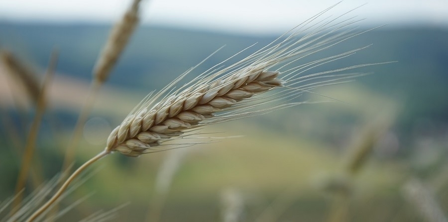 Erhöht der Verzicht auf Gluten das Diabetesrisiko?