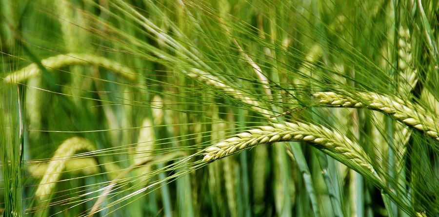 Bei Verdacht auf Glutenunvertäglichkeit: Erst testen, dann verzichten