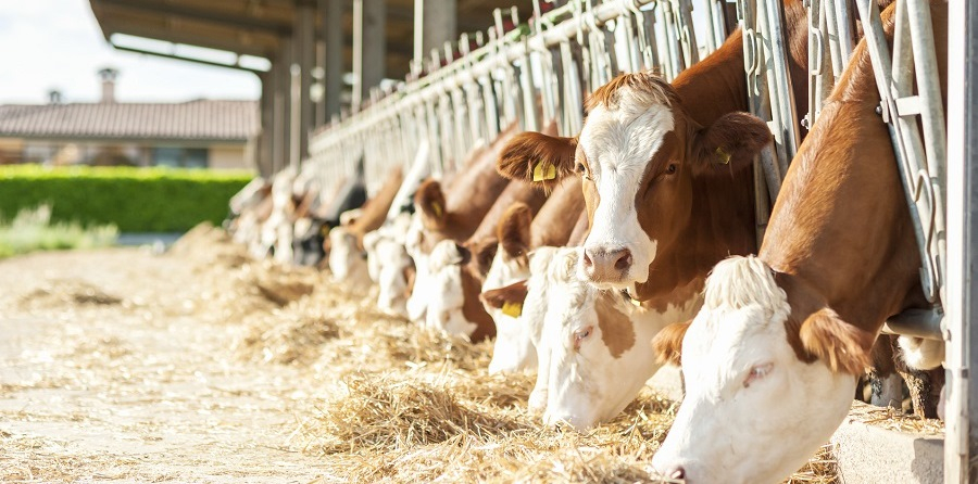 Dramatische Preisverzerrungen bei tierischen Lebensmitteln