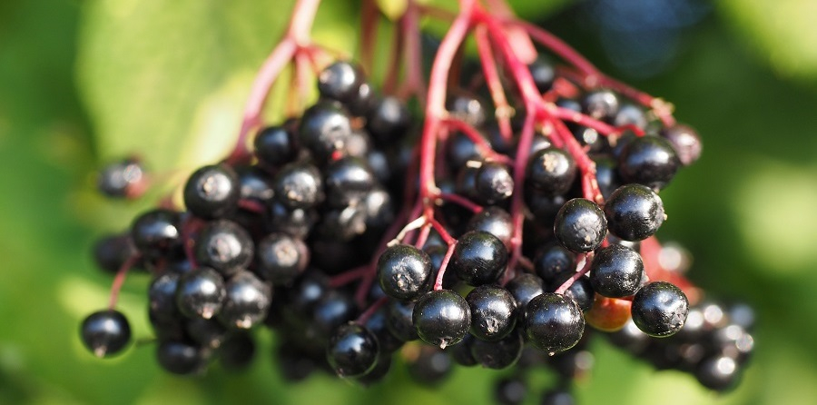 Holunder (Sambucus) ist die Heilpflanze des Jahres 2024