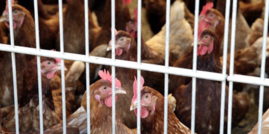 Ihre Unterstützung ist gefragt: Übermäßigen Antibiotika-Gebrauch in der Tierhaltung stoppen