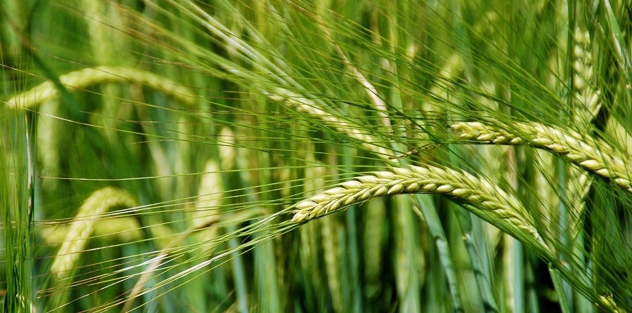 Nicht-Zöliakie-Nicht-Weizenallergie-Weizensensitivität - nicht immer ist Gluten der Verursacher