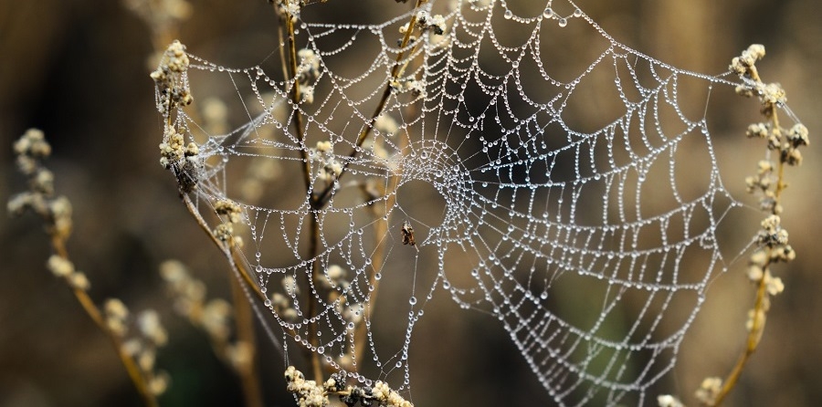 Latrodectus: Wenn Spinnengift die Nerven angreift