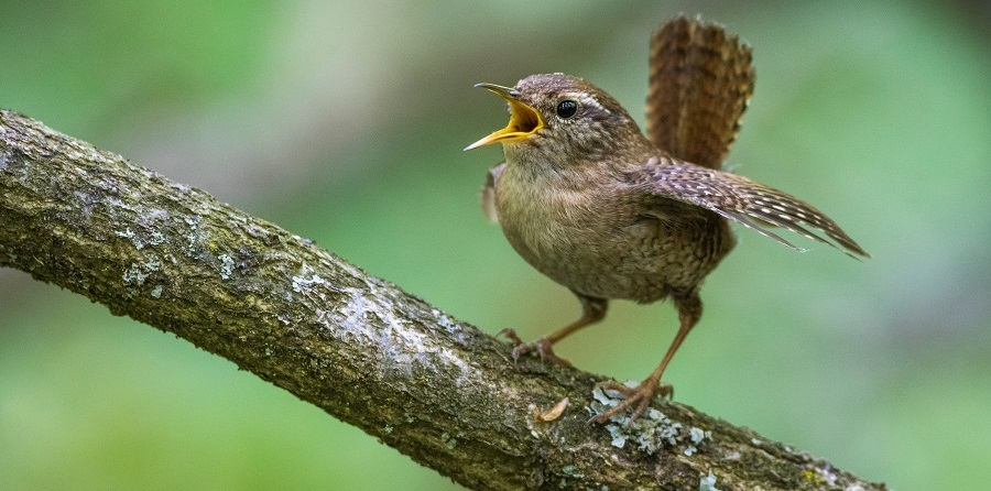 Vogelgezwitscher ist gut für die mentale Gesundheit