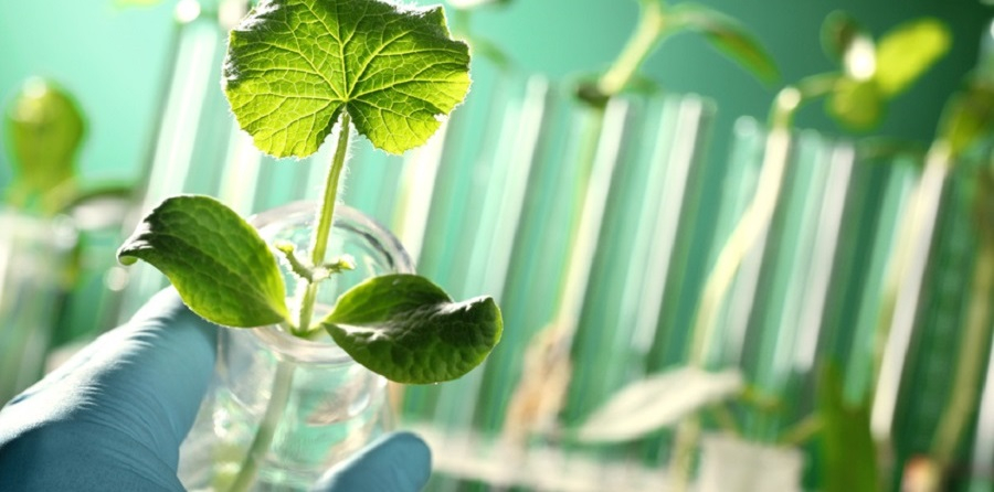 Wissenschaftler*innen fordern die stärkere Erforschung von Heilpflanzen